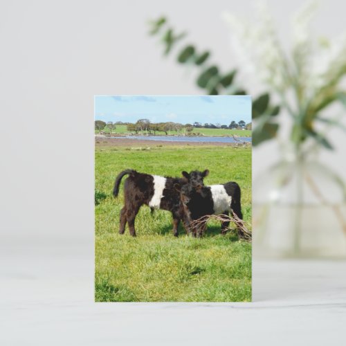 Baby Belted Galloway Calves Postcard