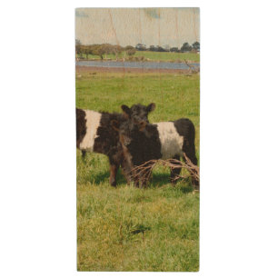Baby Belted Galloway Calves, Wood Flash Drive