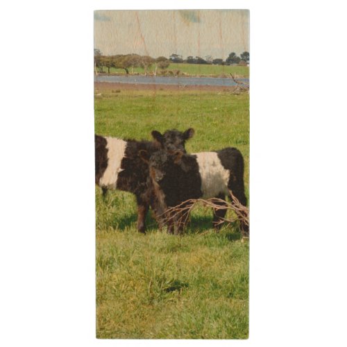 Baby Belted Galloway Calves Wood Flash Drive