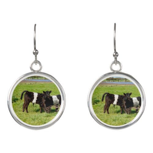 Baby Belted Galloway Cows Earrings