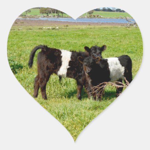Baby Belted Galloway Cows Heart Sticker
