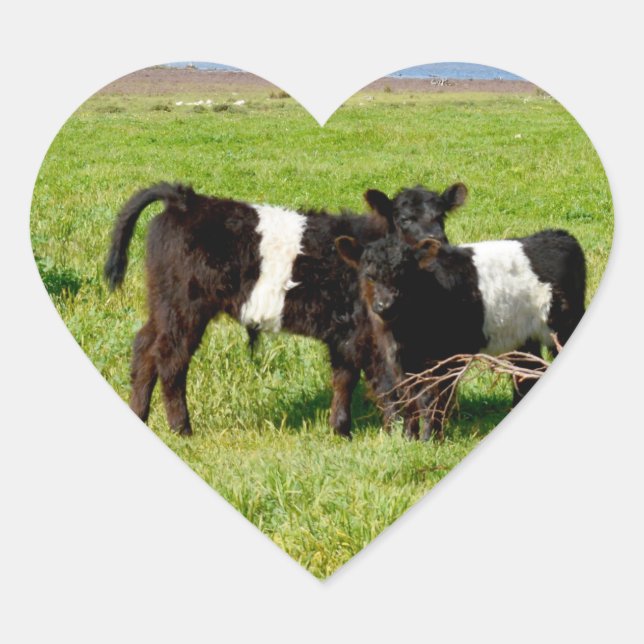 Baby Belted Galloway Cows, Heart Sticker (Front)