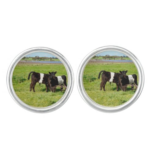 Baby Belted Galloway Cows In Country Cufflinks