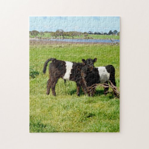 Baby Belted Galloway Cows In Country Jigsaw Puzzle