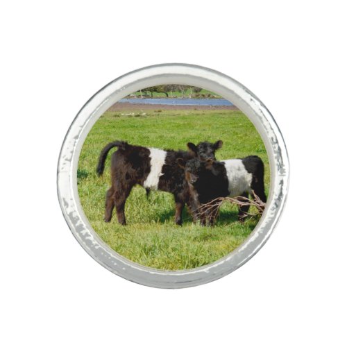 Baby Belted Galloway Cows In Country Ring