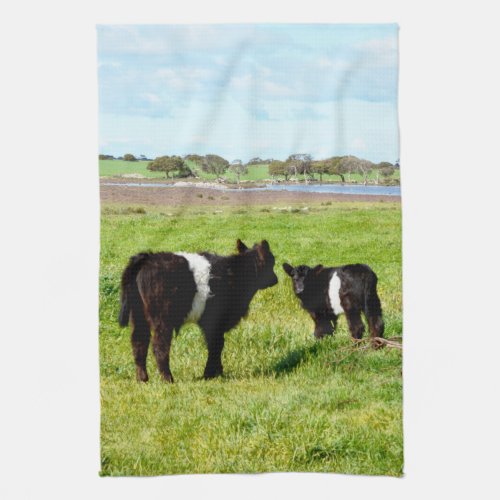 Baby Belted Galloway Cows In The Country Kitchen Towel