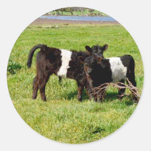 Baby Belted Galloway Cows Round Stickers