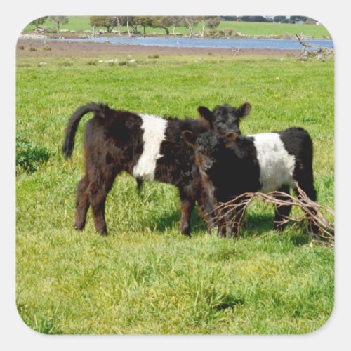 Baby Belted Galloway Cows Square Stickers