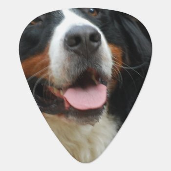 Baby Bernese Mountain Dog Guitar Pick by DogPoundGifts at Zazzle
