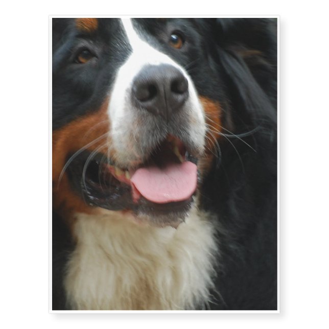 Baby  Bernese Mountain Dog Temporary Tattoos (Front)