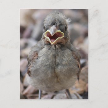 Baby Bird Attitude Postcard by poozybear at Zazzle