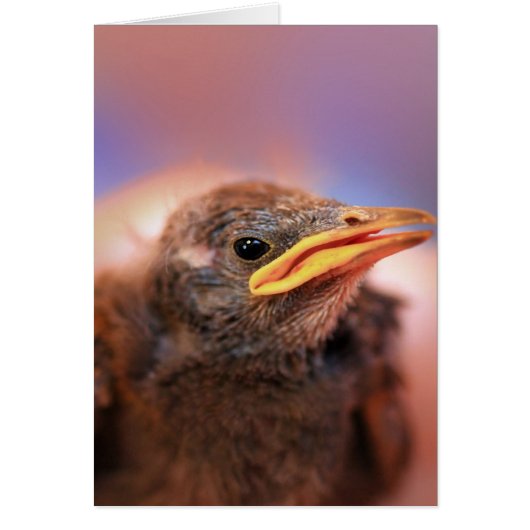 Baby Bird Cards (Front)