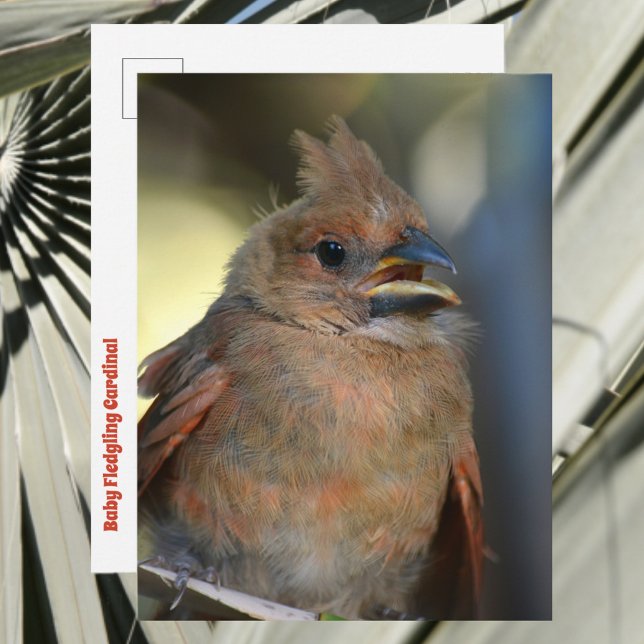 Baby Bird Fledgling Cardinal Cute Wildlife Photo Postcard (Creator Uploaded)