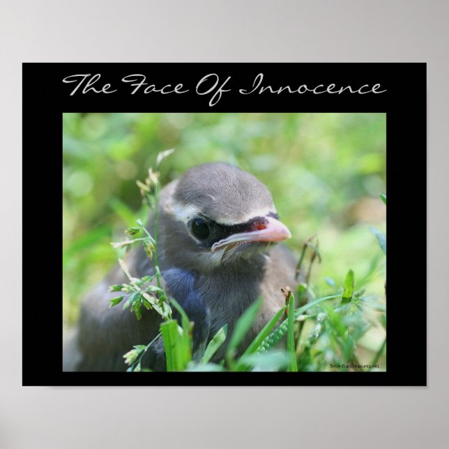 Baby Bird Innocence Inspirational Nature Poster (Front)