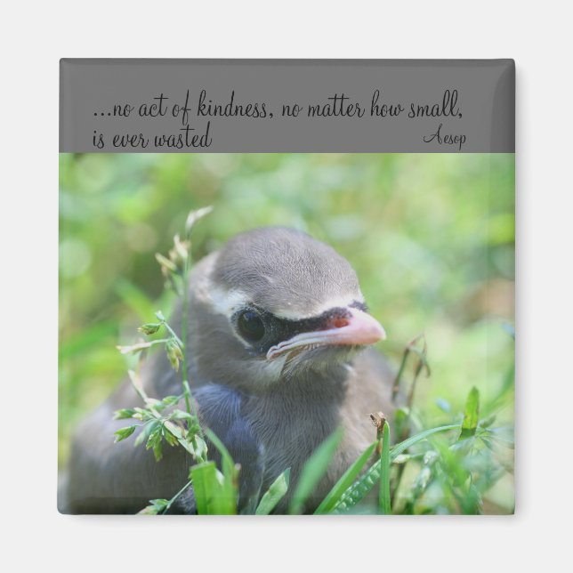Baby Bird Kindness Quote Inspirational Magnet (Front)