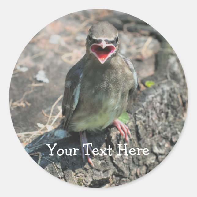 Baby Bird Nature Photography Sticker (Front)
