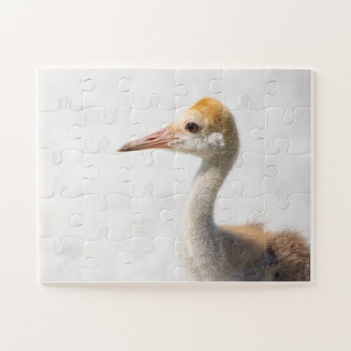 Baby Bird Sandhill Crane Chick Child Jigsaw Puzzle