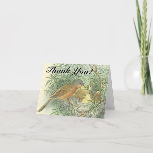 Baby Birds in a Nest "Thank You!" Postcard (Front)