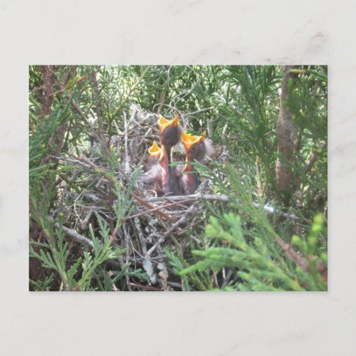 Baby Birds in nest Postcard