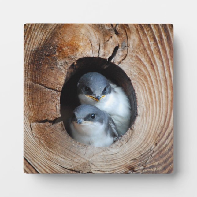 Baby Birds Plaque (Front)