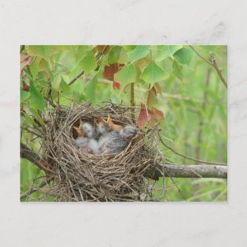 Baby Birds  Postcard by AJsGraphics at Zazzle