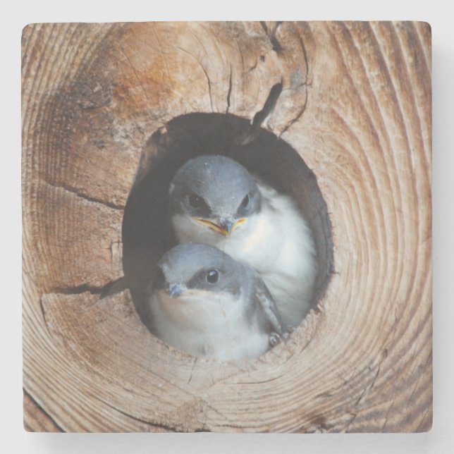 Baby Birds Stone Coaster (Front)