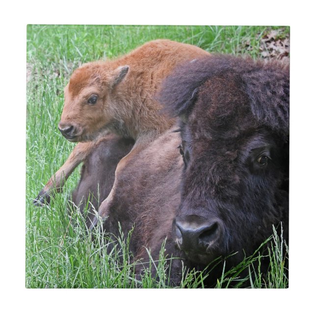 Baby Bison Calf Playin On Mom's Back Ceramic Tile (Front)