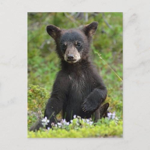 Baby Black Bear Postcard