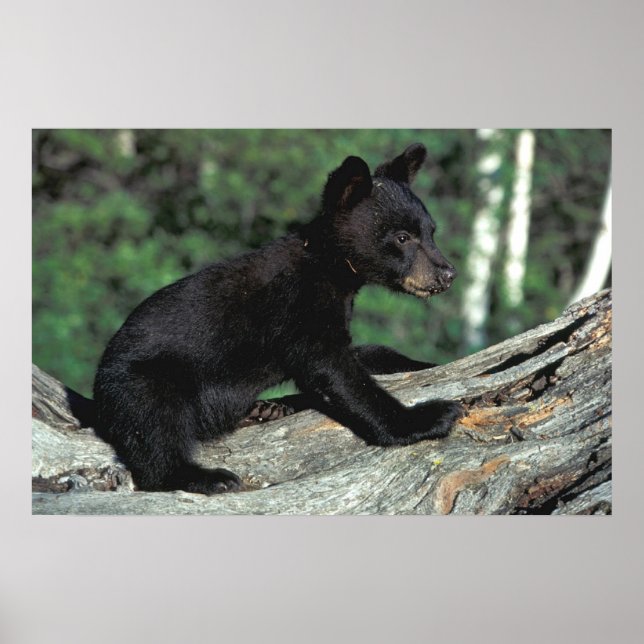 Baby Black Bear Poster (Front)
