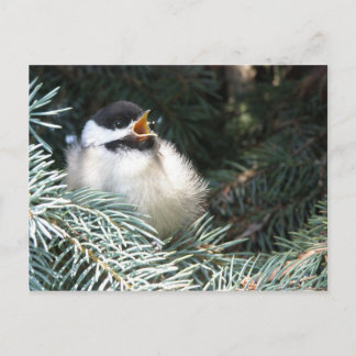 Baby Black Capped Chickadee - Postcard