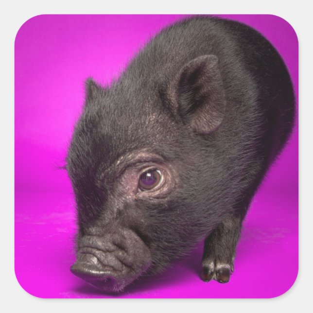 Baby Black Pig Square Sticker (Front)