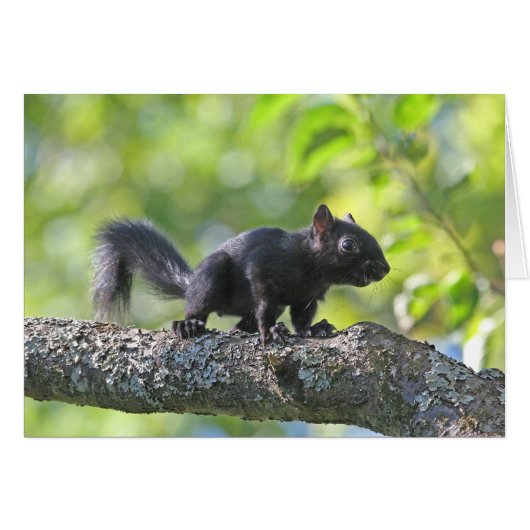 Baby Black Squirrel Cards (Front Horizontal)