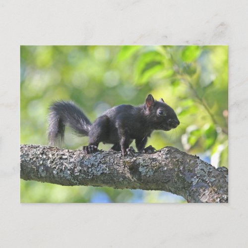 Baby Black Squirrel Postcard