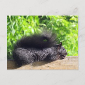 Baby Black Squirrel Sunbathing On Balcony Rail Postcard by M_Sylvia_Chaume at Zazzle