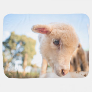 Baby blanket with baby sheep