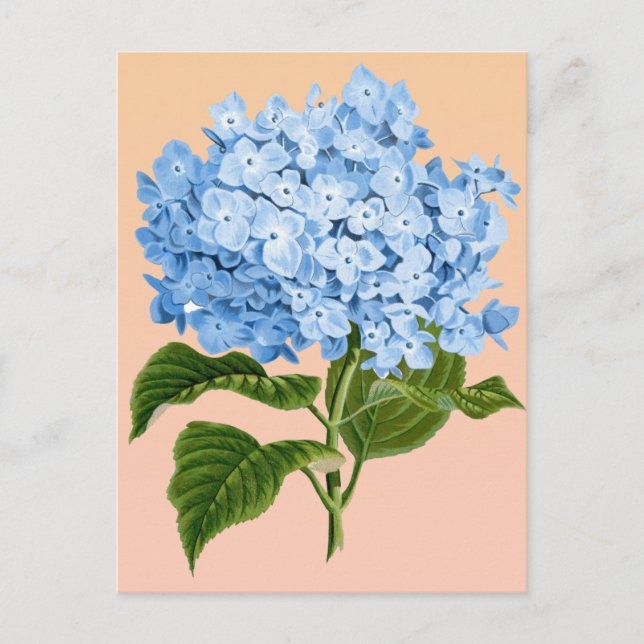 Baby Blue Hydrangea Postcard (Front)