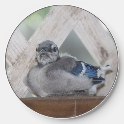 Baby Blue Jay Bird Wireless Charger