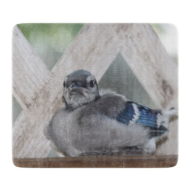 Baby Blue Jay Cutting Board (Front)