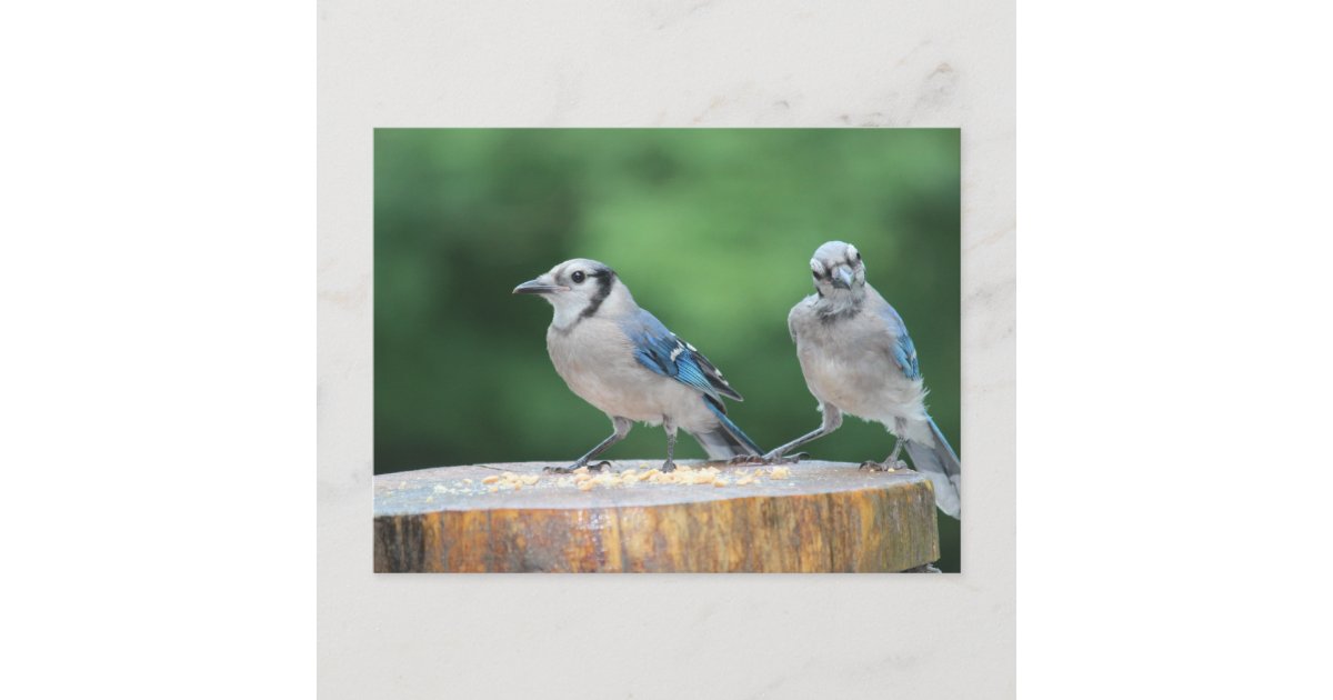 Baby Blue Jay Postcard Zazzle Com