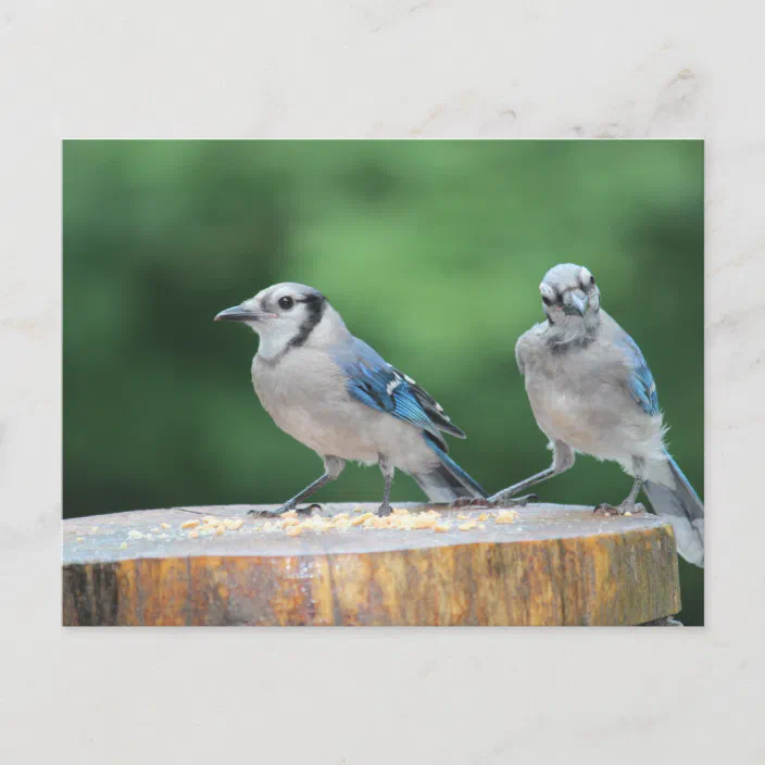 Baby Blue Jay Postcard Zazzle Com