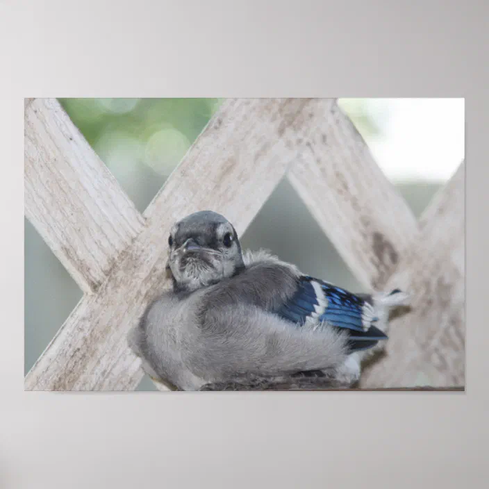 Baby Blue Jay Poster Zazzle Com