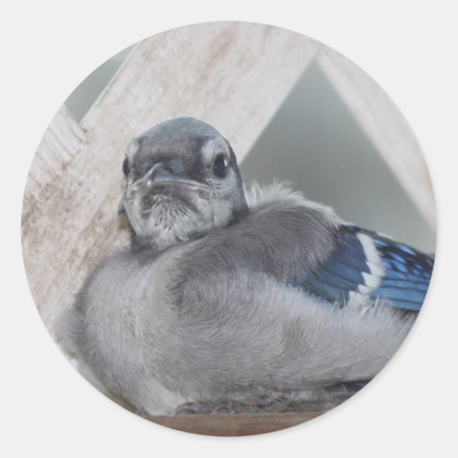 Baby Blue Jay Stickers (Front)