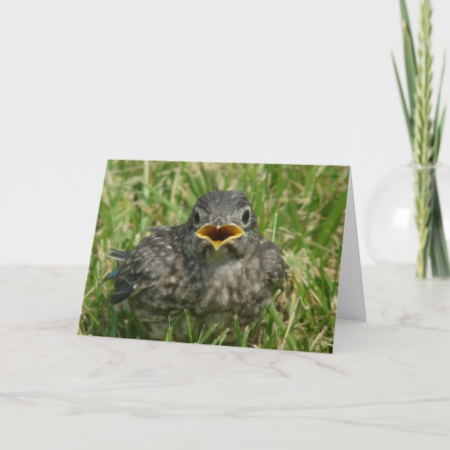 Baby Bluebird All Occasions Blank Inside Greeting  Holiday Card (Front)
