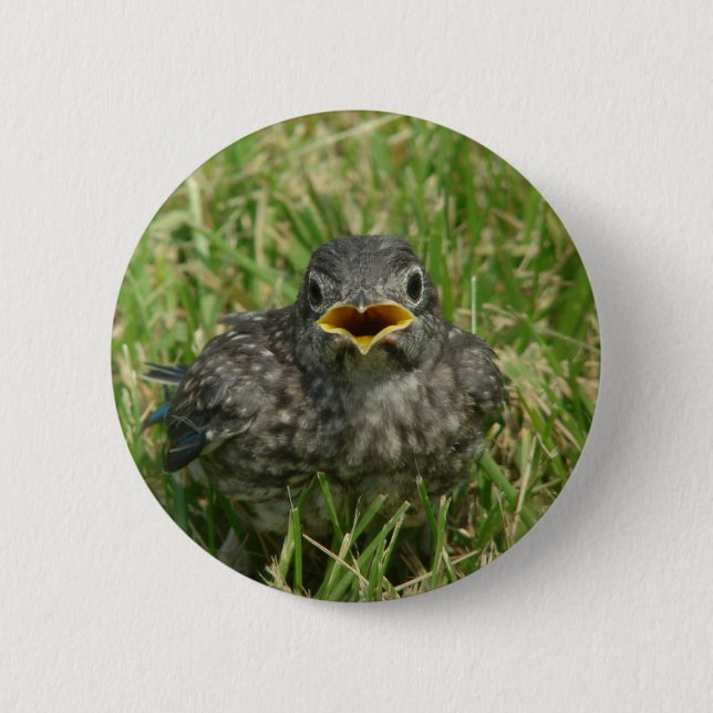 Baby Bluebird Button (Front)