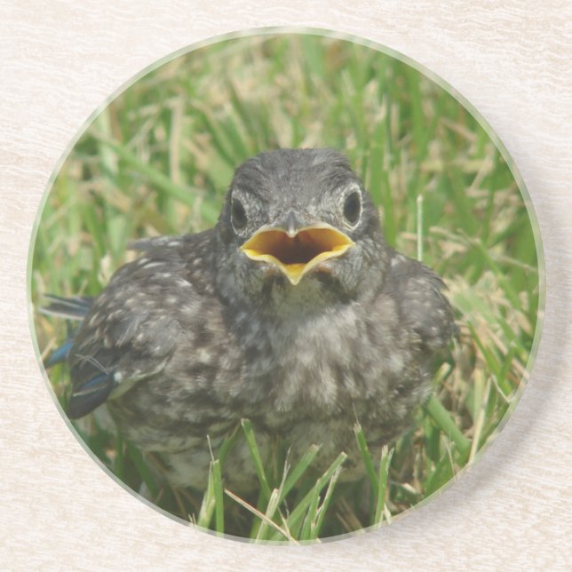Baby Bluebird Drink Coaster (Front)