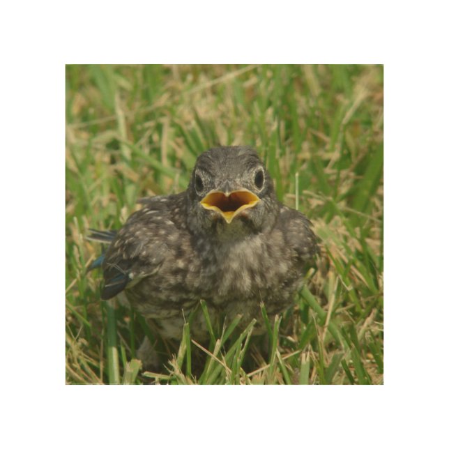 Baby Bluebird Wood Wall Art (Front)