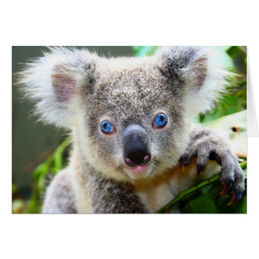 "Baby Blues" Koala Cards (Front Horizontal)
