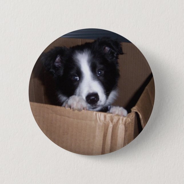 Baby Border Collie Button (Front)