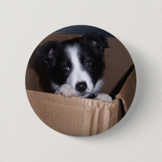 Baby Border Collie Button