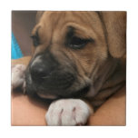 Baby Boxer Tile